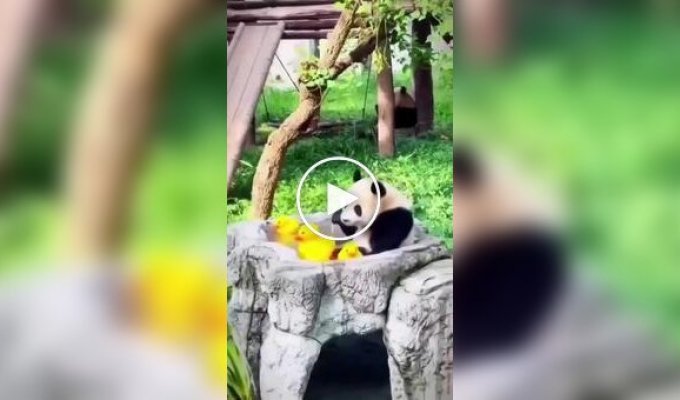 A panda has a good time with rubber ducklings