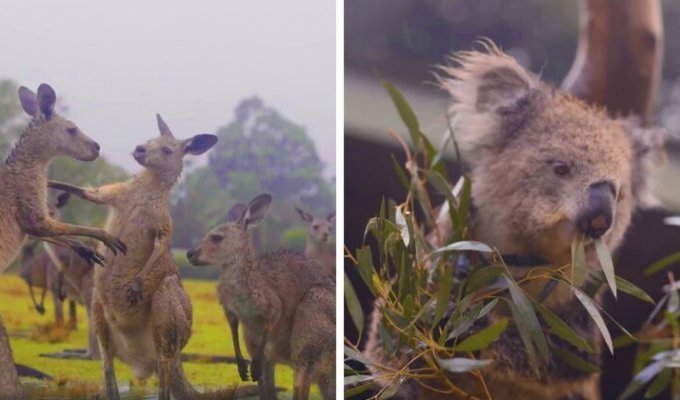 Incredible footage: Animals rejoiced at the long-awaited rain (15 photos + 1 video)