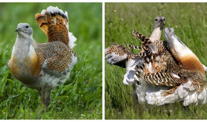 The deadly diet with which male bustards attract partners (5 photos + 1 video)