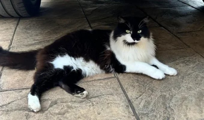 A Cat Returned Home in England Four Days After "Cremation" (2 photos)