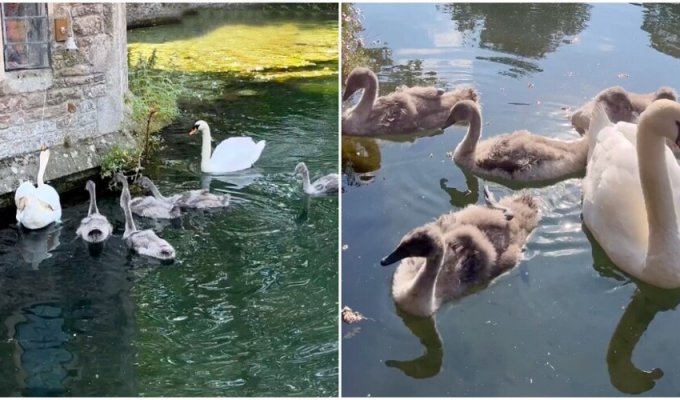 Swans in an English town have the sweetest tradition (8 photos + 1 video)