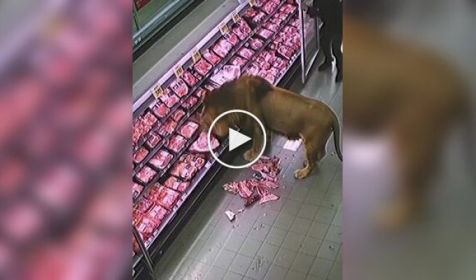 В Южной Африке лев проголодался и заглянул в супермаркет