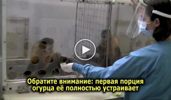 Обезьяна испытала чувство несправедливости