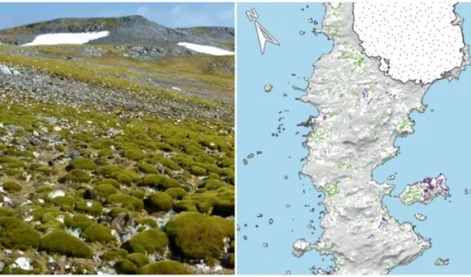 Antarctica is rapidly turning green (6 photos)