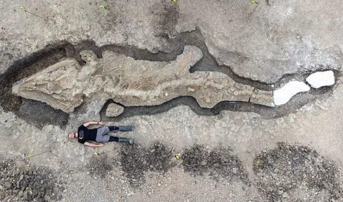 9-метровый «морской дракон», который жил 180 миллионов лет назад (5 фото)