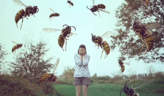 "Unprovoked Attacks?" Why Wasps Seem to Hate Humans in Late Summer (8 photos)