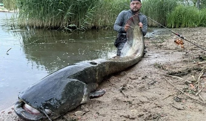 Весит около 100 килограммов: поляк поймал гигантского сома, которому более 50 лет (4 фото)