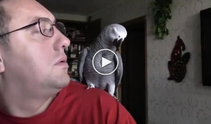 Болтливый попугай Гриша