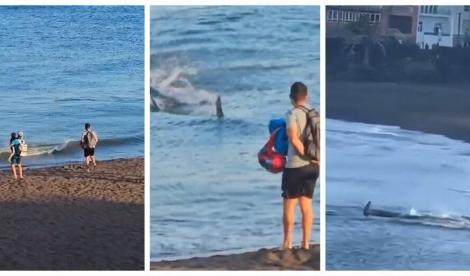 Акула нагнала страху на отдыхающих, подплыв к самому берегу (7 фото + 1 видео)