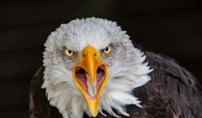 Bald Eagle: A Super Predator Whose Diet Includes 400 Species of Animals! (16 photos)