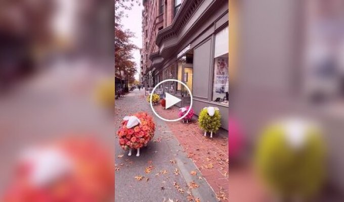 Flower sheep outside a store in New York