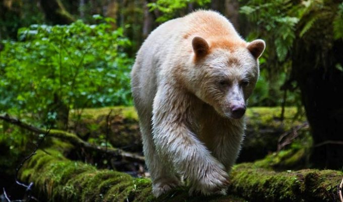 Кермодский медведь (9 фото)