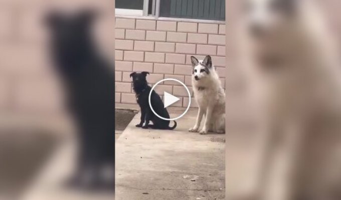 Domestic fox tries to join the dog pack, demonstrating "barking" skills