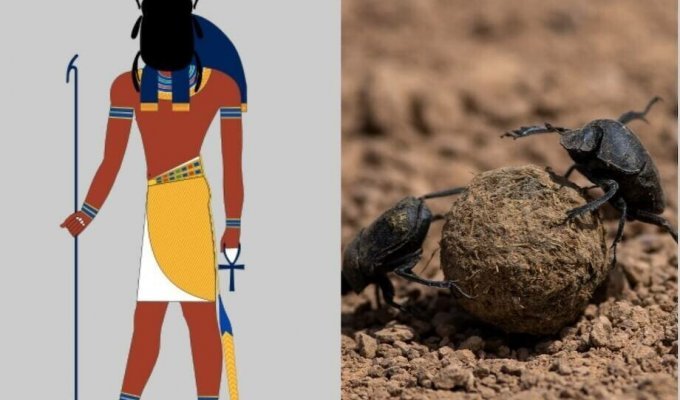 Почему в Древнем Египте поклонялись навозным жукам (5 фото)