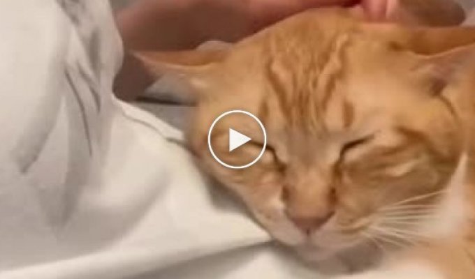 Compilation of cat tenderness
