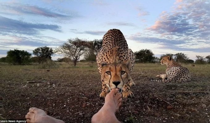 Добрый котик: почему гепарды никогда не нападают на человека? (11 фото)