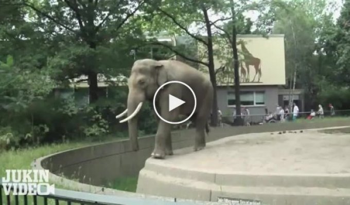 Месть слона
