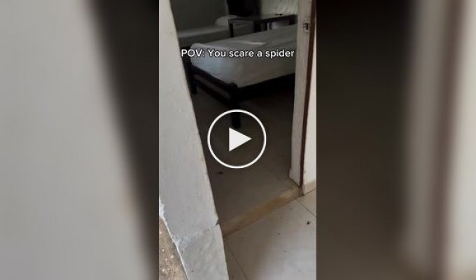 Совет арахнофобам