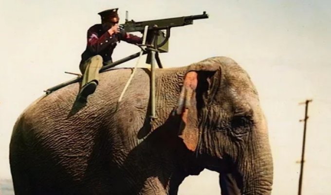 How the last elephant army disappeared in the 19th century. The story of an unusual tactic that did not work (8 photos)