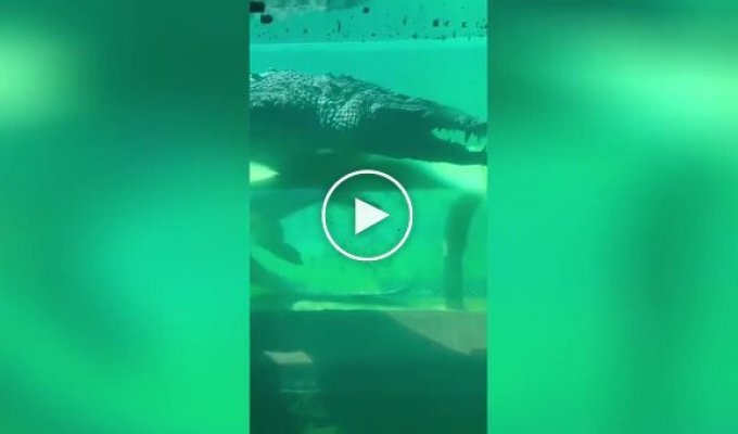 Підводний тунель з крокодилами