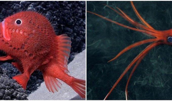 Scientists have found more than 100 new sea creatures off the coast of Chile (11 photos + 1 video)