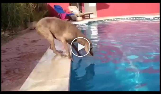 Собака хочет достать фризби с бассейна