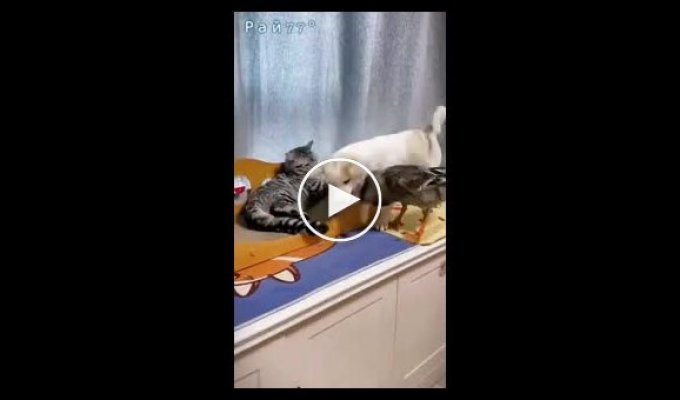 Кошка, щенок и утка устроили потасовку на глазах у владельца