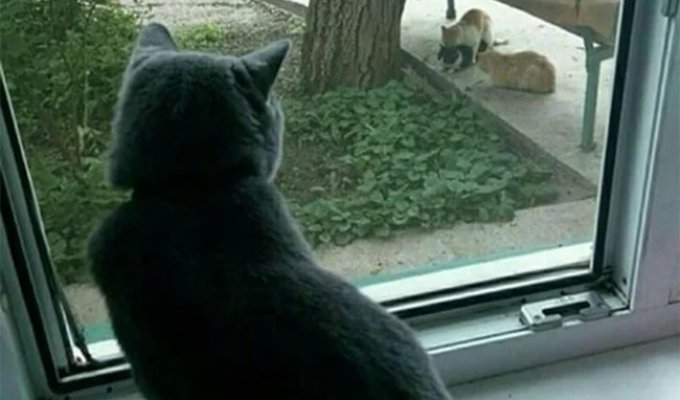 What cats are capable of to get to cats (12 photos)