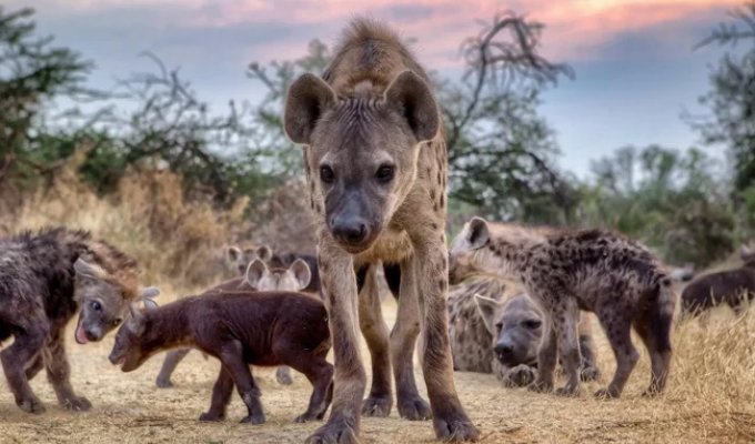 Males Are Last in the Hyena Hierarchy (10 photos)