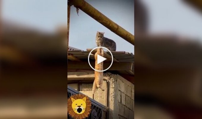 Two cats recreated the iconic scene of Mufasa and Scar from The Lion King