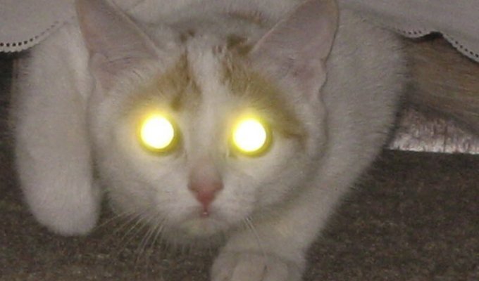 Мистический огонь, или Почему у кошек светятся глаза? (3 фото)