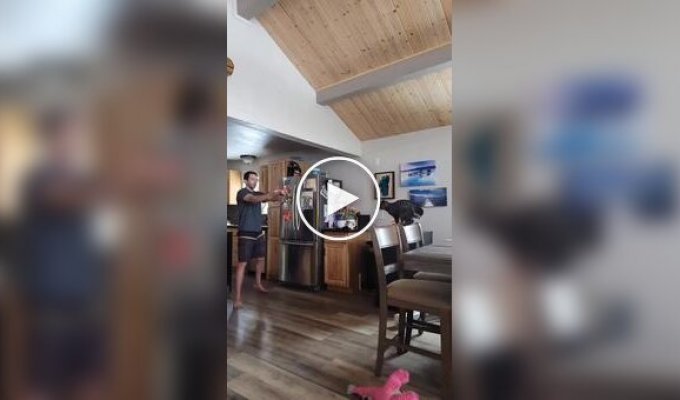 A jump without a doubt: a cat jumped from a chair straight into his owner's arms