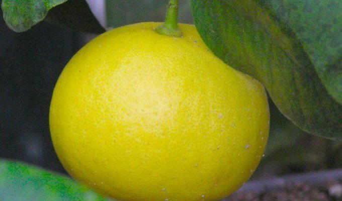 What is bergamot (8 photos)