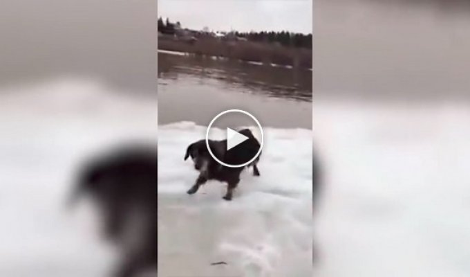 Под Новосибирском охотники спасли собаку, дрейфовавшую на льдине