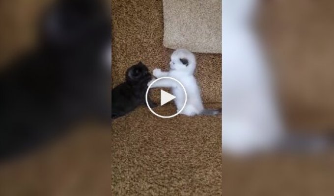 Битва света и тьмы