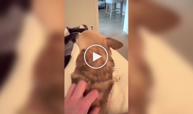 An Unusual Way to Beg Affection