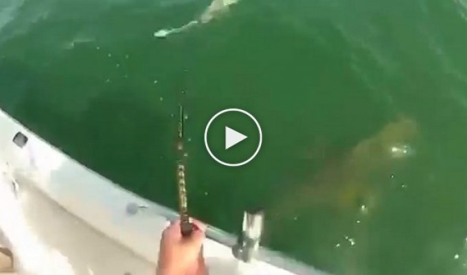 A giant sea bass swallowed a shark whole... I've never seen such an appetite