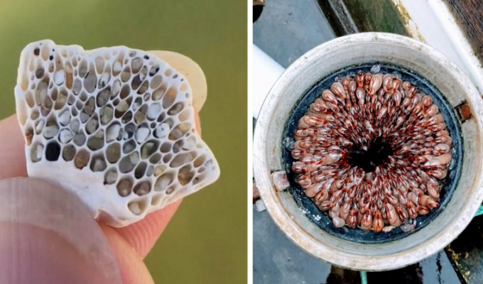 Pizza dough will never be the same: 30 photos that will scare people with trypophobia (31 photos)
