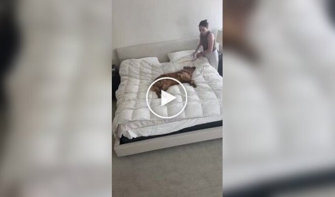 Cобака помогла хозяйке заправить постель