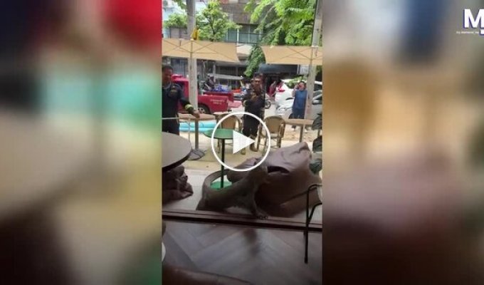 A huge monitor lizard makes a surprise visit to a Bangkok café