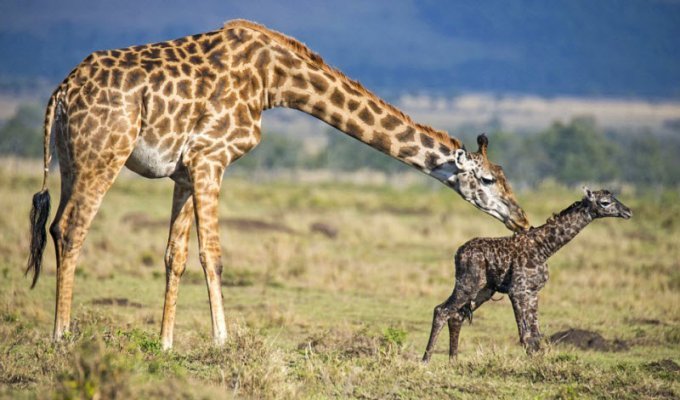 Появление на свет жирафа (13 фото)