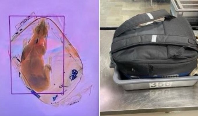 Сотрудники аэропорта обнаружили собаку в рюкзаке пассажирки (2 фото)