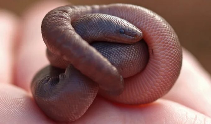 Rubber Boas: The Amazing Reptiles Used to Cure Snake Phobias (6 Photos)