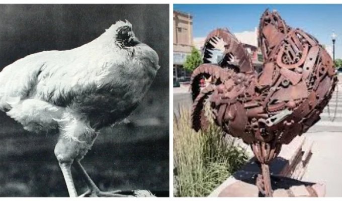 The sculpture "Mike the headless cockerel" is a dedication to a unique bird that has gone through a difficult journey (12 photos + 1 video)