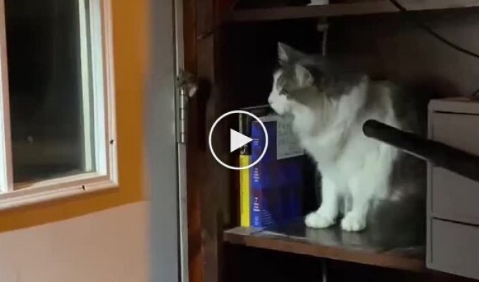 The cat doesn’t want to catch a mouse