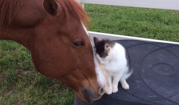 Кот и лошадь стали лучшими друзьями и постоянно проводят время вместе (5 фото)