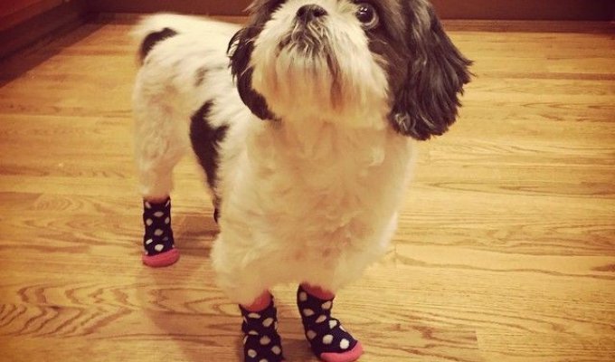К осени готовы: собаки в носочках – новый милый тренд (20 фото)
