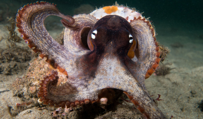 Gloomy octopuses: their disputes over territory reach the point of absurdity (8 photos)