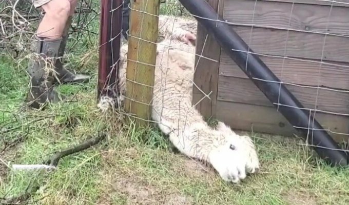 Alpaca got stuck in a fence and was rescued after 16 hours (2 photos + 1 video)