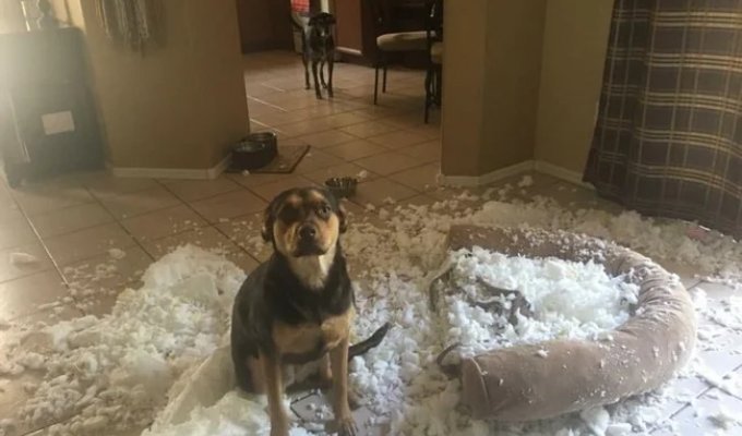 20 annoying cases when someone was extremely unlucky (20 photos)